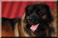 leonberger 018.jpg